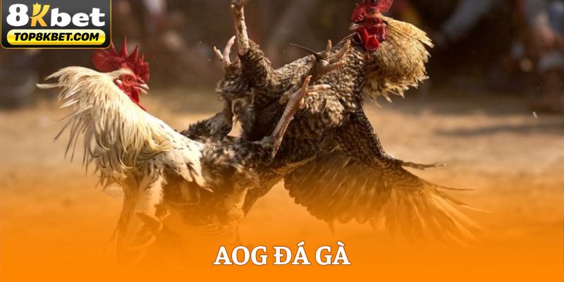 AOG Đá Gà - Nơi Phát Sóng Trực Tiếp Các Trận Chiến Đỉnh Cao