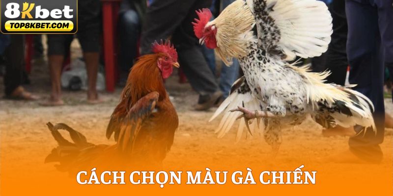 Cách Chọn Màu Gà Chiến